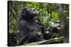 Africa, Uganda, Kibale National Park. Male chimpanzee grooms his relaxed companion's chest.-Kristin Mosher-Stretched Canvas