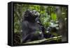 Africa, Uganda, Kibale National Park. Male chimpanzee grooms his relaxed companion's chest.-Kristin Mosher-Framed Stretched Canvas