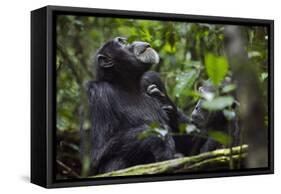 Africa, Uganda, Kibale National Park. Male chimpanzee grooms his relaxed companion's chest.-Kristin Mosher-Framed Stretched Canvas
