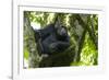 Africa, Uganda, Kibale National Park. Male chimpanzee relaxes in a tree observing his surroundings.-Kristin Mosher-Framed Photographic Print