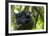 Africa, Uganda, Kibale National Park. Male chimpanzee relaxes in a tree observing his surroundings.-Kristin Mosher-Framed Photographic Print