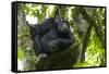 Africa, Uganda, Kibale National Park. Male chimpanzee relaxes in a tree observing his surroundings.-Kristin Mosher-Framed Stretched Canvas