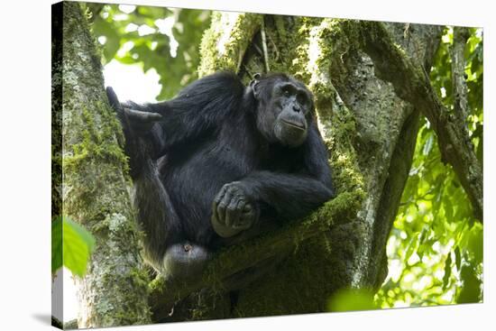 Africa, Uganda, Kibale National Park. Male chimpanzee relaxes in a tree observing his surroundings.-Kristin Mosher-Stretched Canvas