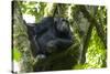 Africa, Uganda, Kibale National Park. Male chimpanzee relaxes in a tree observing his surroundings.-Kristin Mosher-Stretched Canvas