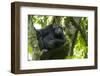 Africa, Uganda, Kibale National Park. Male chimpanzee relaxes in a tree observing his surroundings.-Kristin Mosher-Framed Photographic Print