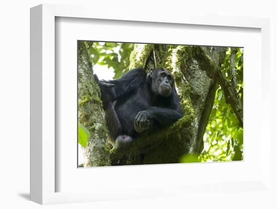 Africa, Uganda, Kibale National Park. Male chimpanzee relaxes in a tree observing his surroundings.-Kristin Mosher-Framed Photographic Print