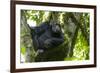 Africa, Uganda, Kibale National Park. Male chimpanzee relaxes in a tree observing his surroundings.-Kristin Mosher-Framed Photographic Print