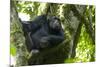 Africa, Uganda, Kibale National Park. Male chimpanzee relaxes in a tree observing his surroundings.-Kristin Mosher-Mounted Photographic Print