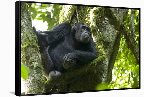 Africa, Uganda, Kibale National Park. Male chimpanzee relaxes in a tree observing his surroundings.-Kristin Mosher-Framed Stretched Canvas