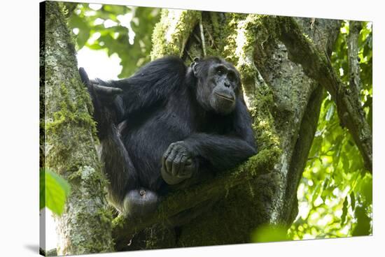 Africa, Uganda, Kibale National Park. Male chimpanzee relaxes in a tree observing his surroundings.-Kristin Mosher-Stretched Canvas
