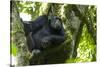 Africa, Uganda, Kibale National Park. Male chimpanzee relaxes in a tree observing his surroundings.-Kristin Mosher-Stretched Canvas