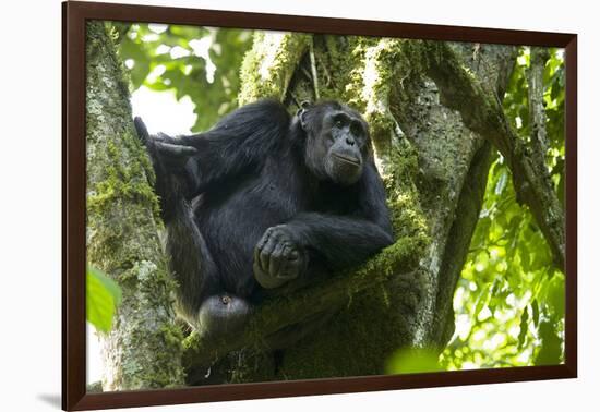 Africa, Uganda, Kibale National Park. Male chimpanzee relaxes in a tree observing his surroundings.-Kristin Mosher-Framed Photographic Print