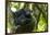 Africa, Uganda, Kibale National Park. Male chimpanzee relaxes in a tree observing his surroundings.-Kristin Mosher-Framed Photographic Print