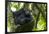 Africa, Uganda, Kibale National Park. Male chimpanzee relaxes in a tree observing his surroundings.-Kristin Mosher-Framed Photographic Print