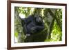 Africa, Uganda, Kibale National Park. Male chimpanzee relaxes in a tree observing his surroundings.-Kristin Mosher-Framed Premium Photographic Print