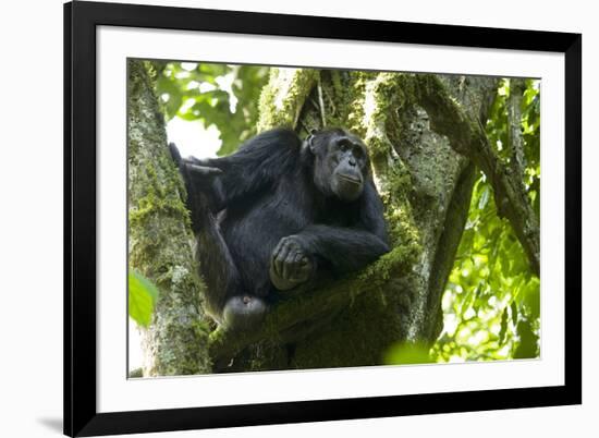 Africa, Uganda, Kibale National Park. Male chimpanzee relaxes in a tree observing his surroundings.-Kristin Mosher-Framed Premium Photographic Print