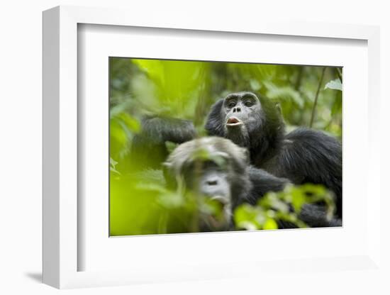 Africa, Uganda, Kibale National Park. Male chimpanzees pant-hoots his response.-Kristin Mosher-Framed Photographic Print