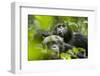 Africa, Uganda, Kibale National Park. Male chimpanzees pant-hoots his response.-Kristin Mosher-Framed Photographic Print