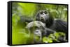 Africa, Uganda, Kibale National Park. Male chimpanzees pant-hoots his response.-Kristin Mosher-Framed Stretched Canvas