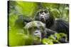 Africa, Uganda, Kibale National Park. Male chimpanzees pant-hoots his response.-Kristin Mosher-Stretched Canvas