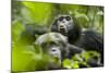 Africa, Uganda, Kibale National Park. Male chimpanzees pant-hoots his response.-Kristin Mosher-Mounted Photographic Print