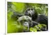 Africa, Uganda, Kibale National Park. Male chimpanzees pant-hoots his response.-Kristin Mosher-Framed Photographic Print