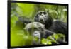 Africa, Uganda, Kibale National Park. Male chimpanzees pant-hoots his response.-Kristin Mosher-Framed Photographic Print