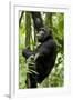 Africa, Uganda, Kibale National Park, Ngogo. Young adult male chimpanzee climbing.-Kristin Mosher-Framed Premium Photographic Print