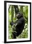 Africa, Uganda, Kibale National Park, Ngogo. Young adult male chimpanzee climbing.-Kristin Mosher-Framed Premium Photographic Print