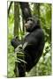 Africa, Uganda, Kibale National Park, Ngogo. Young adult male chimpanzee climbing.-Kristin Mosher-Mounted Premium Photographic Print