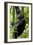 Africa, Uganda, Kibale National Park, Ngogo. Young adult male chimpanzee climbing.-Kristin Mosher-Framed Photographic Print