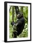 Africa, Uganda, Kibale National Park, Ngogo. Young adult male chimpanzee climbing.-Kristin Mosher-Framed Photographic Print