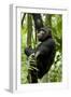 Africa, Uganda, Kibale National Park, Ngogo. Young adult male chimpanzee climbing.-Kristin Mosher-Framed Photographic Print