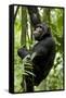 Africa, Uganda, Kibale National Park, Ngogo. Young adult male chimpanzee climbing.-Kristin Mosher-Framed Stretched Canvas