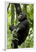 Africa, Uganda, Kibale National Park, Ngogo. Young adult male chimpanzee climbing.-Kristin Mosher-Framed Premium Photographic Print