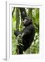 Africa, Uganda, Kibale National Park, Ngogo. Young adult male chimpanzee climbing.-Kristin Mosher-Framed Photographic Print