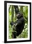 Africa, Uganda, Kibale National Park, Ngogo. Young adult male chimpanzee climbing.-Kristin Mosher-Framed Photographic Print