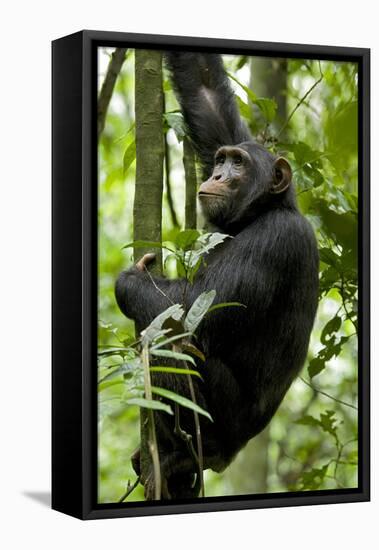 Africa, Uganda, Kibale National Park, Ngogo. Young adult male chimpanzee climbing.-Kristin Mosher-Framed Stretched Canvas