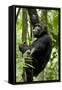 Africa, Uganda, Kibale National Park, Ngogo. Young adult male chimpanzee climbing.-Kristin Mosher-Framed Stretched Canvas