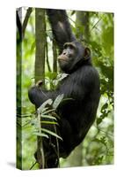 Africa, Uganda, Kibale National Park, Ngogo. Young adult male chimpanzee climbing.-Kristin Mosher-Stretched Canvas
