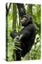 Africa, Uganda, Kibale National Park, Ngogo. Young adult male chimpanzee climbing.-Kristin Mosher-Stretched Canvas