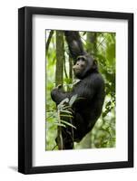 Africa, Uganda, Kibale National Park, Ngogo. Young adult male chimpanzee climbing.-Kristin Mosher-Framed Photographic Print