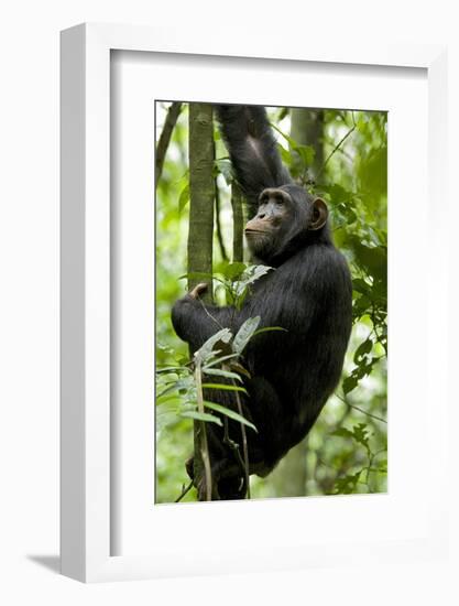 Africa, Uganda, Kibale National Park, Ngogo. Young adult male chimpanzee climbing.-Kristin Mosher-Framed Photographic Print