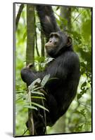 Africa, Uganda, Kibale National Park, Ngogo. Young adult male chimpanzee climbing.-Kristin Mosher-Mounted Photographic Print