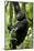 Africa, Uganda, Kibale National Park, Ngogo. Young adult male chimpanzee climbing.-Kristin Mosher-Mounted Photographic Print