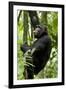 Africa, Uganda, Kibale National Park, Ngogo. Young adult male chimpanzee climbing.-Kristin Mosher-Framed Photographic Print