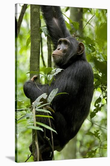 Africa, Uganda, Kibale National Park, Ngogo. Young adult male chimpanzee climbing.-Kristin Mosher-Stretched Canvas