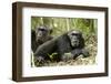 Africa, Uganda, Kibale National Park. Two resting male chimpanzees.-Kristin Mosher-Framed Photographic Print