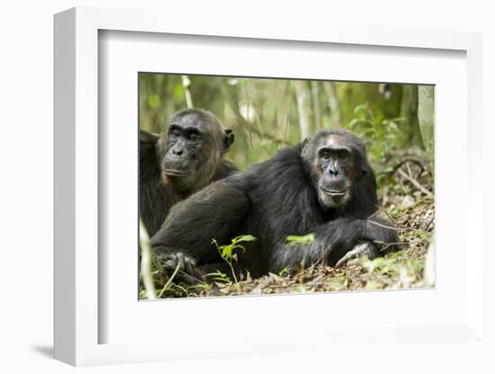 Africa, Uganda, Kibale National Park. Two resting male chimpanzees.-Kristin Mosher-Framed Photographic Print