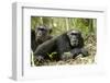 Africa, Uganda, Kibale National Park. Two resting male chimpanzees.-Kristin Mosher-Framed Photographic Print